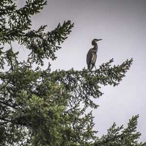 Heron at Seward Park, Seattle