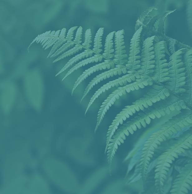 green-gradiant