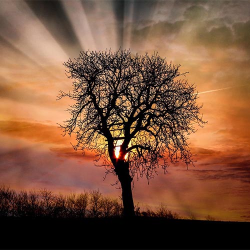 dawn-3253133_1280 copy