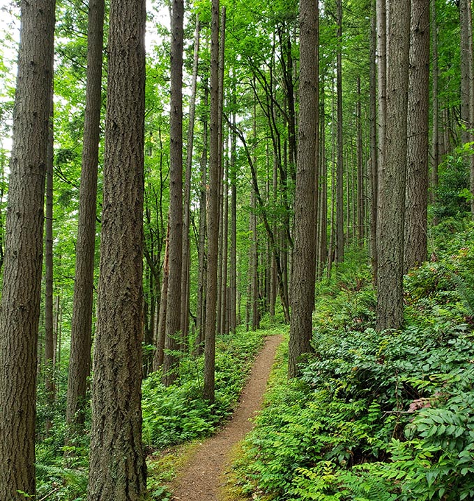 Forest trail Cougar Mountain, Washington